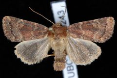 Pseudorthodes irrorata1 by Jeremy deWaard, University of British Columbia. Used under a CC BY 3.0 license.