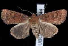 Pseudorthodes irrorata2 by Jeremy deWaard, University of British Columbia. Used under a CC BY 3.0 license.