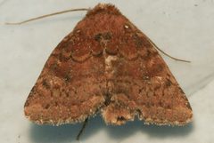 Pseudorthodes irrorata 01 by CBG Photography Group, Centre for Biodiversity Genomics. Used under a CC0 license.