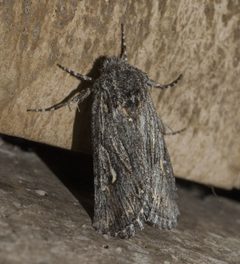 Trichocerapoda strigata PG951424a by Xpda. Used under a CC BY-SA 4.0 license.