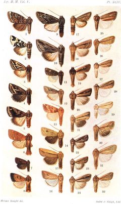 CATALOGUE-BM-PLATE XCIV by Sir GEORGE F. HAMPSON, Bart.. Used under a Public domain license.