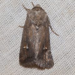 Tricholita chipeta by Ken-ichi Ueda. Used under a CC BY 4.0 license.