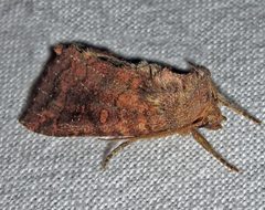 Tricholita signata by Jacy Lucier. Used under a CC BY-SA 4.0 license.