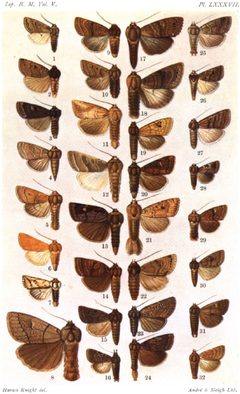 CATALOGUE-BM-PLATE LXXXVII by Sir GEORGE F. HAMPSON, Bart.. Used under a Public domain license.
