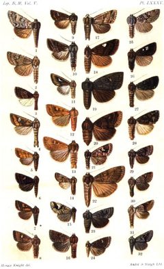 CATALOGUE-BM-PLATE LXXXV by Sir GEORGE F. HAMPSON, Bart.. Used under a Public domain license.