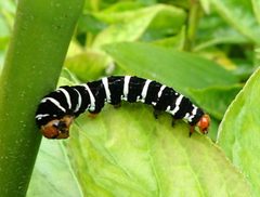 Xanthopastis regnatrix larva by Image shared by iNaturalist user: mfeaver. Used under a CC BY 4.0 license.