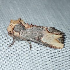 Admetovis similaris by Ken-ichi Ueda. Used under a CC BY 4.0 license.
