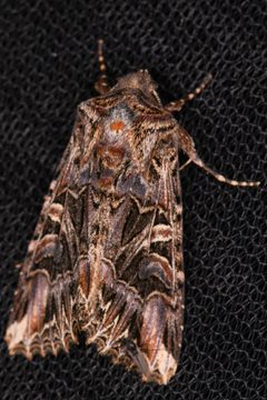 Anarta farnhami 226526093 by Chloe and Trevor Van Loon. Used under a CC BY 4.0 license.