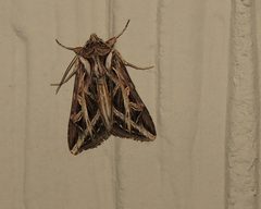 Dargida procincta by Kelly Cookson. Used under a CC BY-SA 2.0 license.