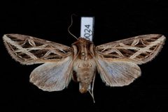 Dargida procinctus by Jeremy deWaard, University of British Columbia. Used under a CC BY 3.0 license.