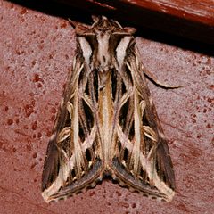 Dargida procinctus 01 by CBG Photography Group, Centre for Biodiversity Genomics. Used under a CC0 license.