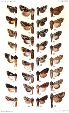 CATALOGUE-BM-PLATE LXXXIV by Sir GEORGE F. HAMPSON, Bart.. Used under a Public domain license.