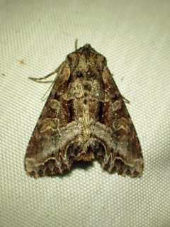 Lacanobia grandis by Louis Imbeau. Used under a CC BY 4.0 license.