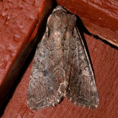 Lacanobia radix by CBG Photography Group, Centre for Biodiversity Genomics. Used under a CC0 license.