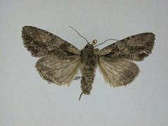 Lacanobia subjuncta by J.Gill, Canadian National Collection of Insects, Arachnids and Nematodes. Used under a CC BY-SA 3.0 license.