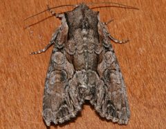 Lacanobia subjuncta 01 by CBG Photography Group, Centre for Biodiversity Genomics. Used under a CC0 license.