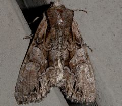 Lacanobia subjuncta 02 by CBG Photography Group, Centre for Biodiversity Genomics. Used under a CC0 license.