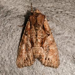 Lacanobia subjuncta 03 by CBG Photography Group, Centre for Biodiversity Genomics. Used under a CC0 license.