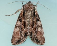 Lacanobia subjuncta 04 by CBG Photography Group, Centre for Biodiversity Genomics. Used under a CC0 license.
