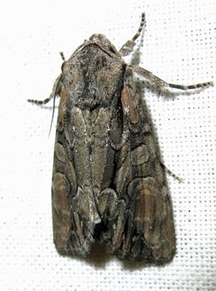 Lacanobia subjuncta 1 by Jacy Lucier. Used under a CC BY-SA 4.0 license.