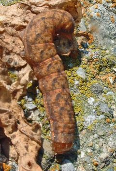Lacanobia subjuncta larva 1 by Jacy Lucier. Used under a CC BY-SA 4.0 license.