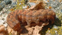 Lacanobia subjuncta larvae by Jacy Lucier. Used under a CC BY-SA 4.0 license.