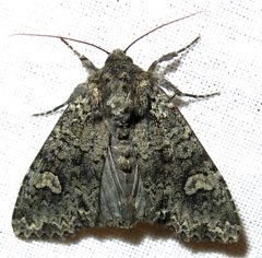 Melanchra adjuncta by Jacy Lucier. Used under a CC BY-SA 4.0 license.
