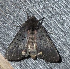 Melanchra assimilis by CatherineK. Used under a CC BY-SA 4.0 license.
