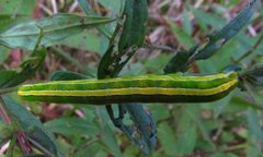 Melanchra assimilis larva by iNaturalist Canada user: christine123. Used under a CC BY 4.0 license.