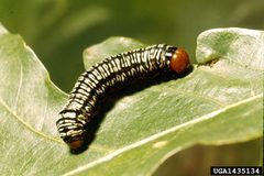 Melanchra picta by Clemson University - USDA Cooperative Extension Slide Series, United States. Used under a CC BY 3.0 us license.