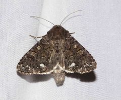 Melanchra pulverulenta by Michel Larrivée. Used under a CC BY-SA 4.0 license.