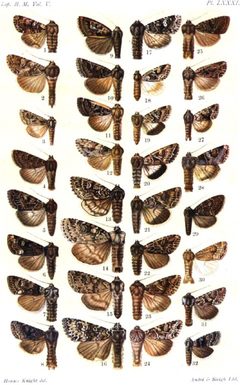 CATALOGUE-BM-PLATE LXXXI by Sir GEORGE F. HAMPSON, Bart.. Used under a Public domain license.