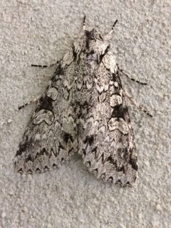 Polia nimbosa 9484565 by Charlie Hohn. Used under a CC BY 4.0 license.