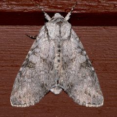 Polia piniae 01 by CBG Photography Group, Centre for Biodiversity Genomics. Used under a CC0 license.