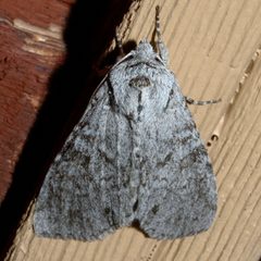 Polia piniae 02 by CBG Photography Group, Centre for Biodiversity Genomics. Used under a CC0 license.
