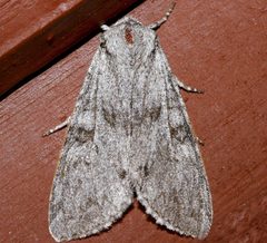 Polia piniae 03 by CBG Photography Group, Centre for Biodiversity Genomics. Used under a CC0 license.