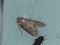 Polia purpurissata 47405992 by Susan Blayney. Used under a CC BY 4.0 license.