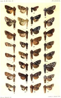 CATALOGUE-BM-PLATE LXXVIX by Sir GEORGE F. HAMPSON, Bart.. Used under a Public domain license.