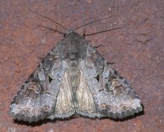 Trichordestra legitima P1300513a by 
xpda. Used under a CC BY-SA 4.0 license.