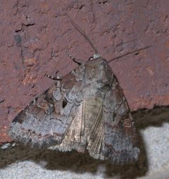 Trichordestra legitima P1300539a by 
xpda. Used under a CC BY-SA 4.0 license.