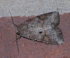 Trichordestra legitima P1300742a by 
xpda. Used under a CC BY-SA 4.0 license.