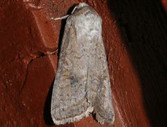 Trichordestra lilacina by CBG Photography Group, Centre for Biodiversity Genomics. Used under a CC0 license.