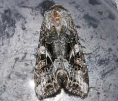 Trichordestra liquida 03 by CBG Photography Group, Centre for Biodiversity Genomics. Used under a CC0 license.
