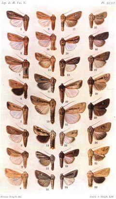 CATALOGUE-BM-PLATE XCIII by Sir GEORGE F. HAMPSON, Bart.. Used under a Public domain license.