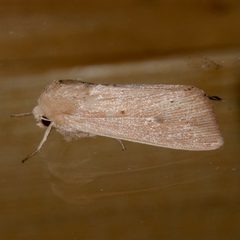 Leucania farcta roseola 03 by CBG Photography Group, Centre for Biodiversity Genomics. Used under a CC0 license.