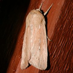 Leucania farcta roseola 05 by CBG Photography Group, Centre for Biodiversity Genomics. Used under a CC0 license.