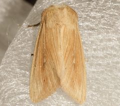 Leucania farcta roseola 06 by CBG Photography Group, Centre for Biodiversity Genomics. Used under a CC0 license.