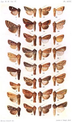 CATALOGUE-BM-PLATE XCII by Sir GEORGE F. HAMPSON, Bart.. Used under a Public domain license.