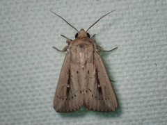 Leucania incognita by John P. Friel. Used under a CC BY 4.0 license.