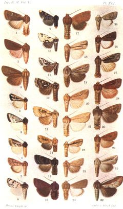 CATALOGUE-BM-PLATE XCI by Sir GEORGE F. HAMPSON, Bart.. Used under a Public domain license.